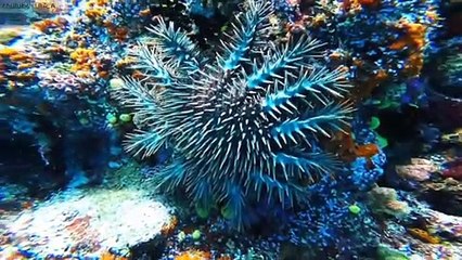 10 amazing sea creatures you've never seen before