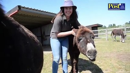 Wonkey Donkey Visitor Centre