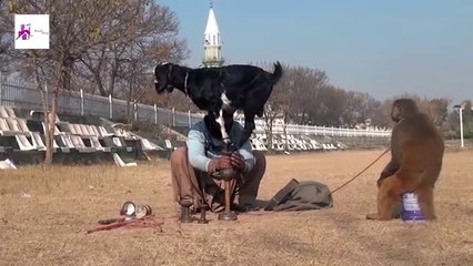 Bandar Aur Bakri Ka Khel - Funny Video _ Comedy Video From My Phone(360P)