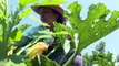 İZMİR - 'Dede mirası' organik tarım için yöneticiliği bırakan kadın girişimci semt pazarlarıyla tüketiciye ulaşıyor