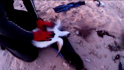 Après 1h30 de massage cardiaque, deux plongeurs raniment une tortue piégée par un filet