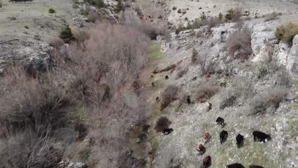 KASTAMONU - İstanbul'da müdürlüğü bırakan muhasebeci köyüne dönerek hayvancılık yapmaya başladı
