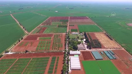 ŞANLIURFA - Viranşehir'in "şelengo"su tescillenerek koruma altına alındı