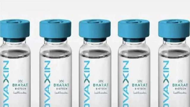 Calf serum in Covaxin? Cong leader's claim sparks debate