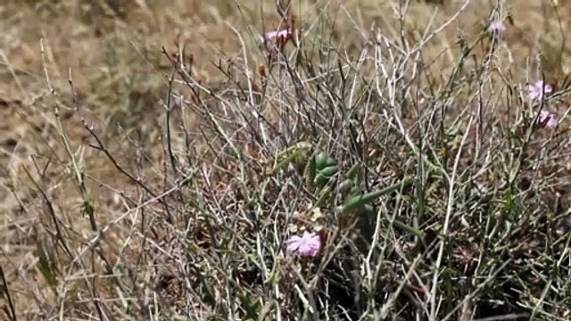 DİYARBAKIR - Karacadağ bölgesinde etçil çekirge görüldü