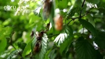 Cicadas From Tree To Table
