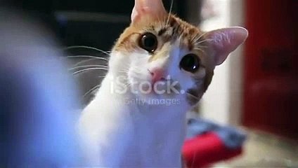 pretty cats