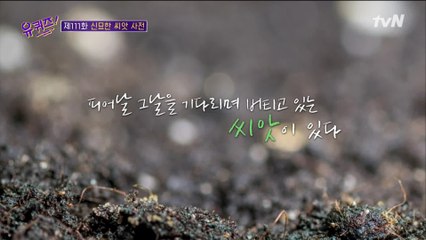 씨앗은 또다시 씨앗을 남긴다... 세상을 푸르름으로 물들일 그 순간까지!