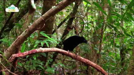 생방송 우리집 유치원 - 상자로 놀아요_#003