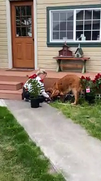 Golden Retriever Helps Dig Rose Garden