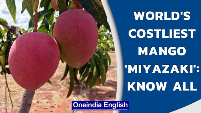 Miyazaki: World's costliest mango, sold at ₹2.70 lakh per Kg| Ruby-coloured mango | Oneindia News