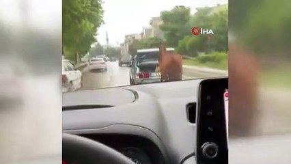 Bursa'da bu görüntüler büyük tepki çekti! O kişi cezadan kaçamadı