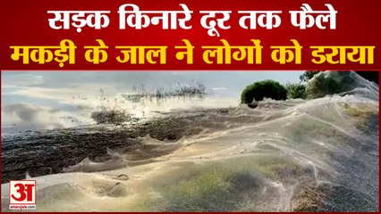 Giant Spider Webs से ढका Australia का ये शहर, Social Media पर Viral हो रही Video