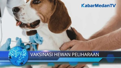 Bocah 10 Tahun Meninggal Digigit Anjing, Kelurahan Akan Gencarkan Vaksinasi Rabies