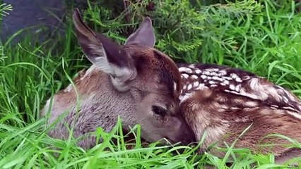 BOLU - Bitkin halde bulunan geyik yavrusu biberonla beslendi