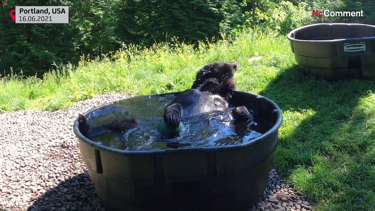 Oregon Zoo’s black bear Takoda enjoys refreshing pool dip during hot summer’s day