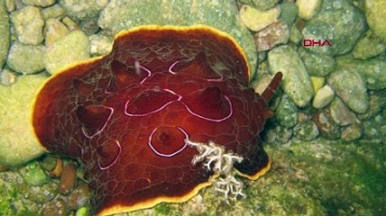 Poşet sanıp eline almıştı! Araştırınca gerçek ortaya çıktı