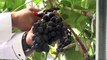 MANİSA - Serada üretilen 'Spil karası' üzümünde sezonun ilk hasadı yapıldı