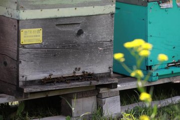 ANZER BALINDA ÜRETİM SEZONU AÇILDI; YÜZLERCE SİPARİŞ VAR