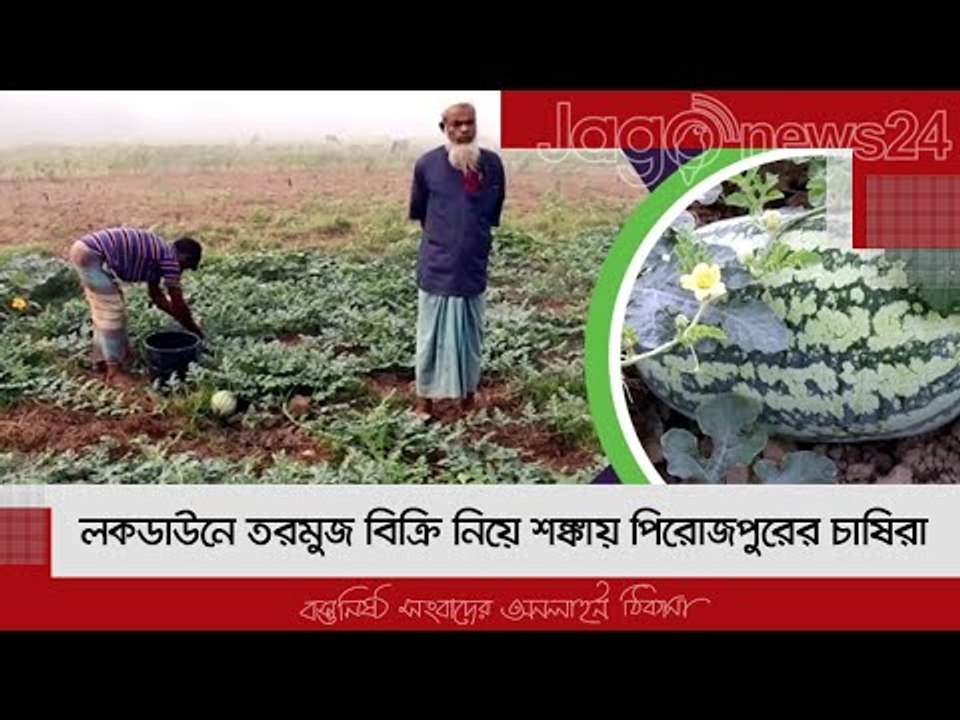লকডাউনে তরমুজ বিক্রি নিয়ে শঙ্কায় পিরোজপুরের চাষিরা | Jagonews24.com