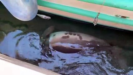 ANTALYA - Kaş ilçesinde Akdeniz foku görüntülendi