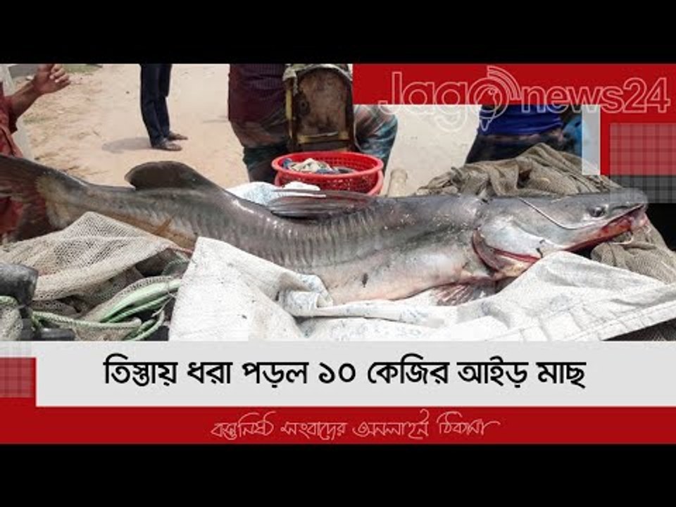 তিস্তায় ধরা পড়ল ১০ কেজির আইড় মাছ | Jagonews24.com
