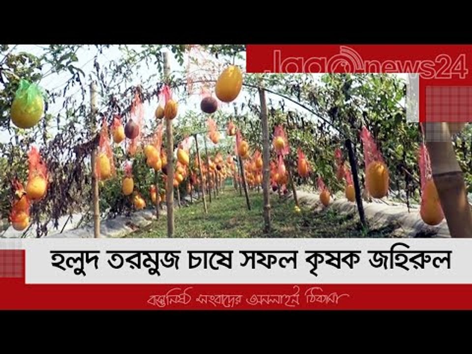 হলুদ তরমুজ চাষে সফল কৃষক জহিরুল | Jagonews24.com