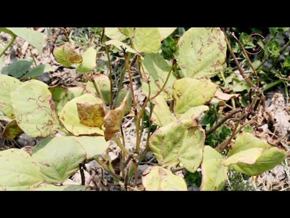 দাবদাহে পুড়ছে মুগডালের ফলন  | Jagonews24.com
