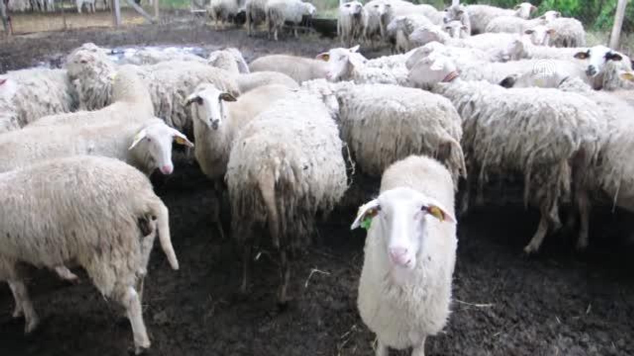 ÇANAKKALE - Ezine peyniri için süt tedarik eden üreticiler fiyatların korunmasını istiyor