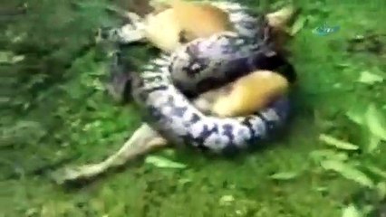 Dev piton tam köpeği öldürecekti ki...