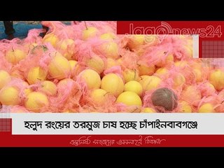 হলুদ রংয়ের তরমুজ চাষ হচ্ছে চাঁপাইনবাবগঞ্জে | Jagonews24.com