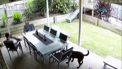 Köpek hayatını kurtardı