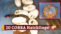 Odisha: Cobra Hatchlings Emerge Out Of Eggs Recovered By Snake Helpline