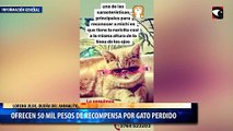Ofrecen 50 mil pesos de recompensa por gato perdido