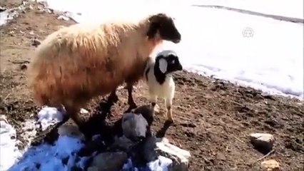 Kuzu görenleri şaşırtıyor