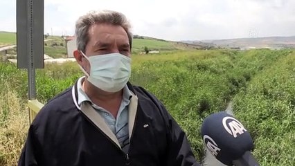 BALIKESİR - Suyu siyaha dönen Simav Çayı'nın yüzeyini de beyaz köpükler kapladı