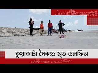 কুয়াকাটা সৈকতে মৃত ডলফিন, শরীরে আঘাতের চিহ্ন | Jagonews24.com