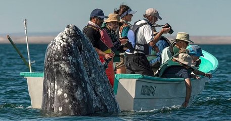 Mexique : une baleine a pris des touristes par surprise en se faufilant derrière leur bateau
