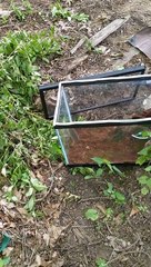 Rodent Finds Its Way to Freedom