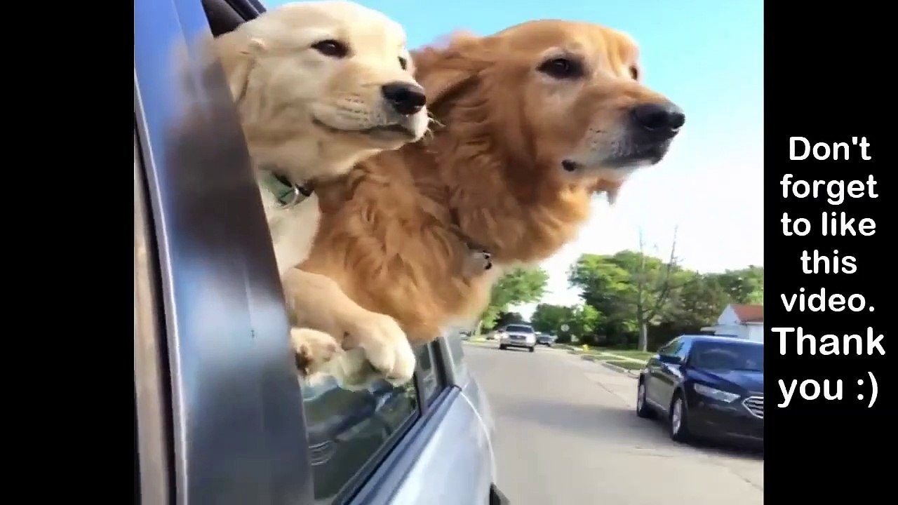 Cute baby animals Videos Compilation cute moment of the animals #94