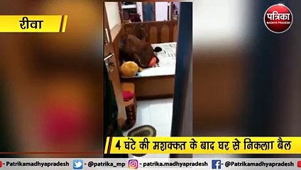 VIDEO STORY : बैडरूम में घुसा बैल, डबल बैड पर करता रहा घंटों आराम