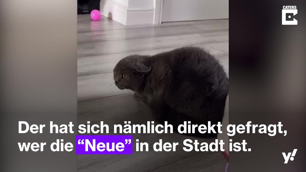 Katze wird nach Bad nicht mehr von ihrem Zwillingsbruder erkannt