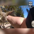 Trapped Baby Deer Rescued by Police