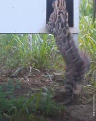 Wildlife Returns to Reforested Area in Costa Rica