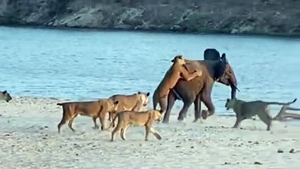 Elephant survives attack of 14 lions unbelievable!!