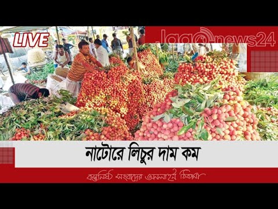 নাটোরে লিচুর দাম কম, হতাশ চাষিরা
