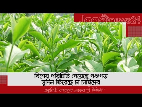 বিশেষ পরিচিতি পেয়েছে পঞ্চগড়, সুদিন ফিরেছে চা চাষিদের | Jagonews24.com
