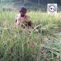 Village Diary Paddy Cutting & Collection