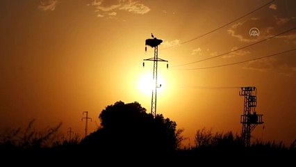 IĞDIR - Gün batımıyla leylekler güzel görüntü oluşturdu