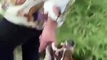Um cão que é muito difícil levar para um passeio… pois apega-se muito às coisas que encontra!